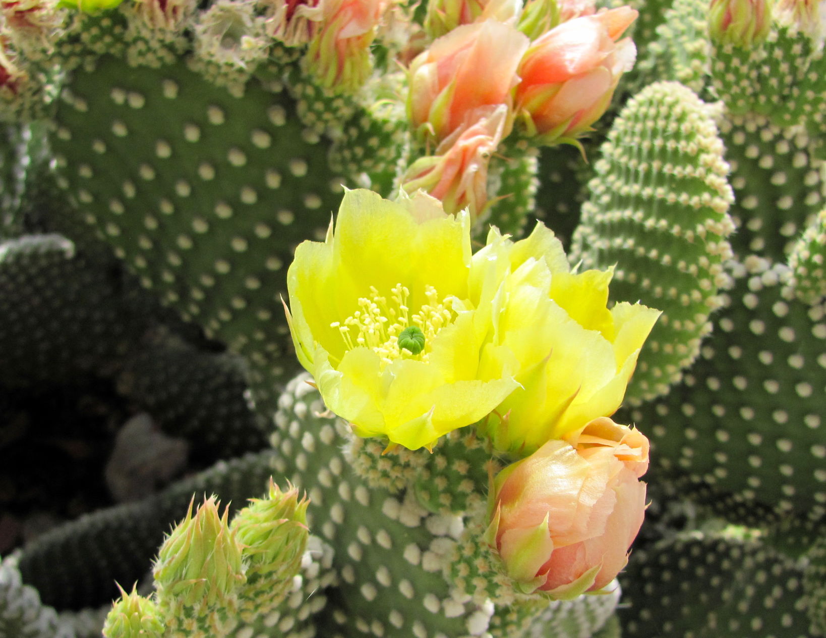 Prickly pear cactus